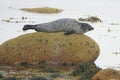 Common seal resting on a large rock Royalty Free Stock Photo