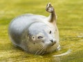 Common seal resting in the water Royalty Free Stock Photo