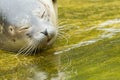 Common seal resting in the water Royalty Free Stock Photo
