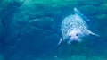 Common seal swimming underwater, beautiful portrait of a harbor seal, common marine mammal from the pacific and atlantic coast Royalty Free Stock Photo