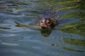 common seal swimming in the water of the Ouwehands Dierenpark Royalty Free Stock Photo