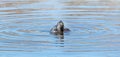 Common seal in the water, eating a frog Royalty Free Stock Photo