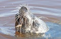 Common seal in the water, eating a frog Royalty Free Stock Photo