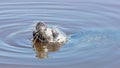 Common seal in the water, eating a frog Royalty Free Stock Photo