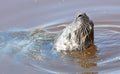 Common seal in the water, eating a frog Royalty Free Stock Photo