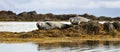 Common seals resting Royalty Free Stock Photo