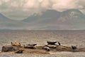 Common seals, Scotland (Phoca vitulina) Royalty Free Stock Photo