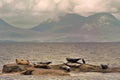 Common seals, Scotland (Phoca vitulina)