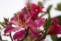 An common seasonal Asiatic pink lily with gradient touch flower with blurred background.