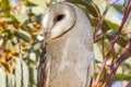 Eastern Barn Owl in South Australia