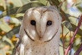 Eastern Barn Owl in South Australia