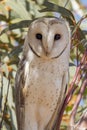 Eastern Barn Owl in South Australia