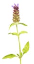 Common self-heal, brownwort or Prunella vulgaris isolated on white background. Medicinal plant