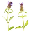 Common self-heal or brownwort or Prunella vulgaris isolated on white background. Medicinal plant