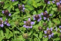 Common Self-heal flowers. Royalty Free Stock Photo