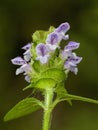 Common Self-heal - Heal All - Heart-of-the-Earth - Carpenter's Herb - Brownwort - Blue Curles -Prunella vulgaris