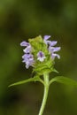 Common Self-heal - Heal All - Heart-of-the-Earth - Carpenter's Herb - Brownwort - Blue Curles -Prunella vulgaris