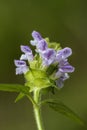 Common Self-heal - Heal All - Heart-of-the-Earth - Carpenter's Herb - Brownwort - Blue Curles -Prunella vulgaris