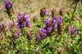 Common self heal Prunella Vulgaris blooming in South Slough National Estuarine Research Reserve, Coos Bay, Oregon Royalty Free Stock Photo