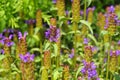 Common self-heal or Prunella vulgaris Royalty Free Stock Photo