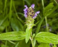 Common Self-Heal, Prunella Vulgaris, flower and leaves macro, selective focus, shallow DOF Royalty Free Stock Photo