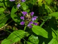 Common Self-Heal, Prunella Vulgaris, flower and leaves macro, selective focus, shallow DOF Royalty Free Stock Photo