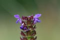 Common self heal prunella vulgaris