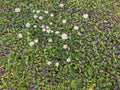 Common self-heal Prunella vulgaris and Oxeye daisy Leucanthemum vulgare in green grass