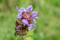 Common self-heal (Prunella vulgaris) plant on meadow