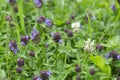 Common self-heal, Prunella vulgaris and white clover, Trifolium repens Royalty Free Stock Photo