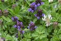 Common self-heal, Prunella vulgaris and white clover, Trifolium repens Royalty Free Stock Photo