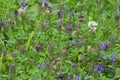 Common self-heal, Prunella vulgaris and white clover, Trifolium repens Royalty Free Stock Photo