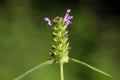 Common self heal (Prunella vulgaris) Royalty Free Stock Photo