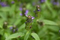 Common self heal (Prunella vulgaris) Royalty Free Stock Photo