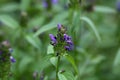 Common self heal (Prunella vulgaris)