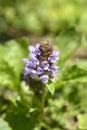 Common Selfheal Royalty Free Stock Photo