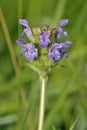 Common Selfheal Royalty Free Stock Photo