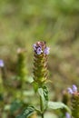 Common Selfheal Royalty Free Stock Photo