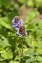 Common Selfheal Royalty Free Stock Photo