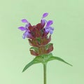 Common selfheal (Prunella vulgaris) Royalty Free Stock Photo