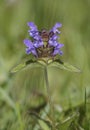 Common Selfheal Royalty Free Stock Photo