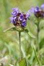 Common Selfheal