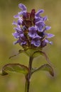 Common Selfheal Royalty Free Stock Photo