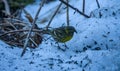 Common serin Serinus serinus