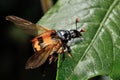 Common sexton beetle (Nicrophorus investigator) with wings open