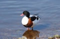 Common shelduck