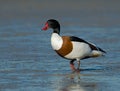 Common Shelduck, Bergeend, Tadorna tadorna Royalty Free Stock Photo