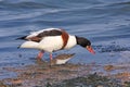 Common shelduck and dunlin