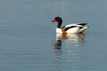 Common shelduck in the ocean,Sweden