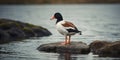 Common shelduck standing gracefully on a rock in water. Royalty Free Stock Photo